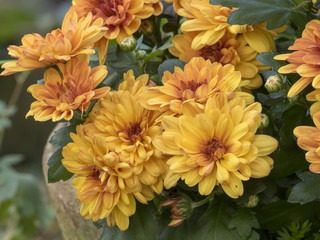 Les chrysanthèmes des fleuristes ou chrysanthèmes d'automne (Chrysanthemum grandiflorum)