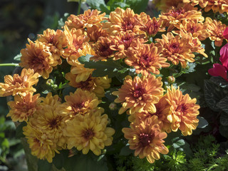 Les chrysanthèmes des fleuristes ou chrysanthèmes d'automne (Chrysanthemum grandiflorum)
