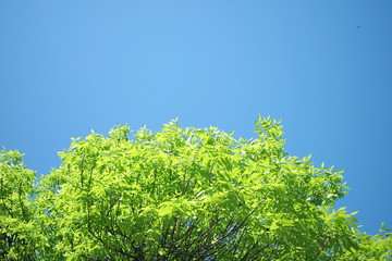 blue sky and green tree