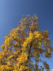 Fototapeta premium Gelber Baum im Herbst 