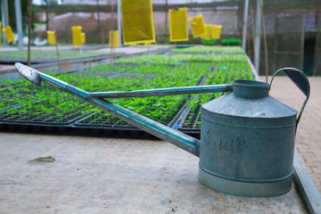 watering pot or can for plant seedlings pallets with agricultural plant nursery greenhouse, plantation, farm, garden background. Commercial, wholesale, retail gardener and environment conservation