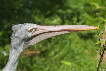 Dalmatian pelican at Prague zoo