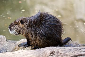 Beaver