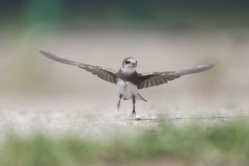 An adult sand martin (Riparia riparia) taking off from the ground in high speed. 