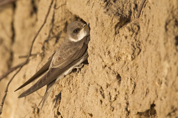 An adult sand martin (Riparia riparia) resting on sand near its nest at the coast in Denmark.