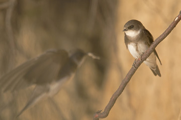 An adult sand martin (Riparia riparia) perched on a tree branch in Denmark. With in the background the colours of the sand wall. The sand has an warm brown colour