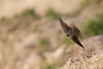 An adult sand martin (Riparia riparia) flying in high speed above the rocks.