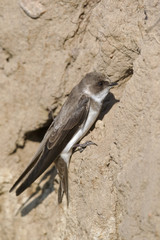 An adult sand martin (Riparia riparia) resting on sand near its nest at the coast in Denmark.