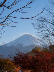 木々と富士