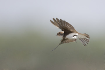 An adult sand martin (Riparia riparia) taking off to the sky in high speed. 