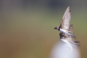 An adult sand martin (Riparia riparia) taking off to the sky in high speed. 