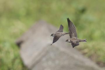Two adult sand martins (Riparia riparia) flying in high speed next to eachother.