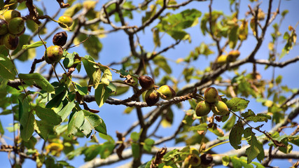 クルミの木に果実が沢山実る
