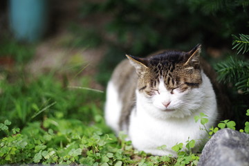 cute lovely street cat