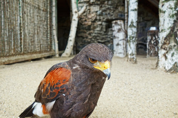 Predatory bird in the aviary