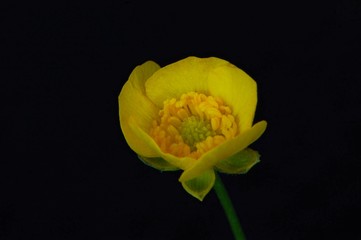 buttercup flower on black background