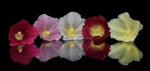 five mallow flowers