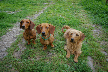 Three Dachshunds Together: Two Smooth-Haired, One Wire-Haired
