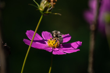 bee
