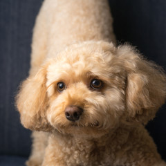 Cavapoo Puppy