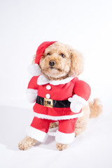 Santa Cavapoo