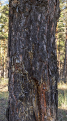 fragment of old pine trunk