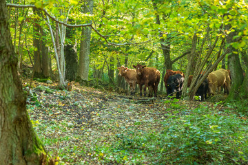 Betesmark med kreatur i naturresevat