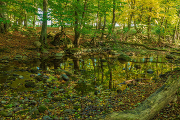Vattendrag genom naturreservat