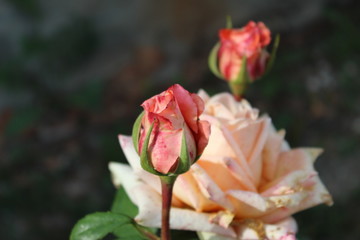pink rose in the garden