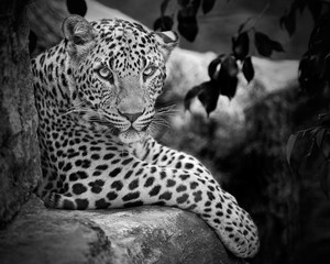 Leopard