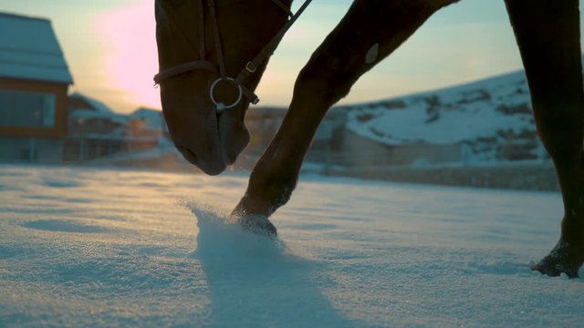 SLOW MOTION, LOW ANGLE, CLOSE UP, LENS FLARE: Young purebred horse with brown coat walking in the snow at beautiful sunset. Cinematic shot of stallion making its way through the snowy countryside.