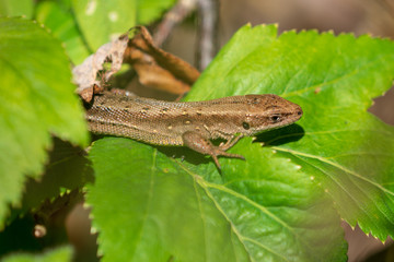Lizard in foliage