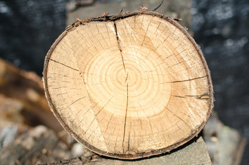 wood, sawn: section of young wood plant. Precious woods for floors and buildings once well seasoned are excellent for the home.