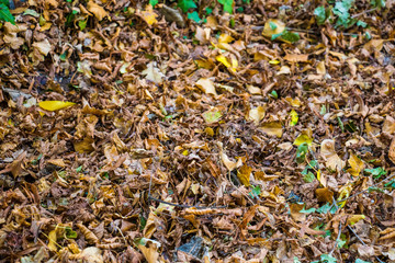 Herbstlaub