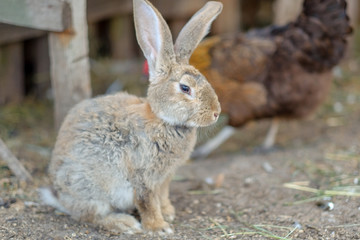rabbit on the farm