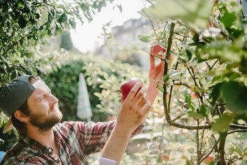 Gärtner sammelt Obst