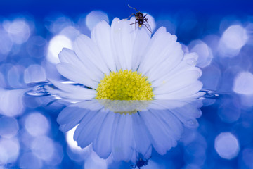 Obraz premium formica su margherita appoggiata sull'acqua, con riflesso e sfondo con bagliori di luce