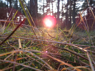 lens flare through grass