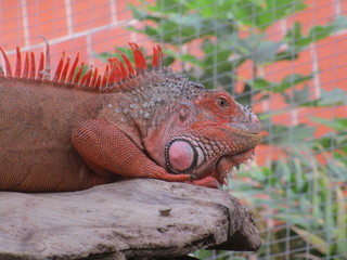 Roter Leguan