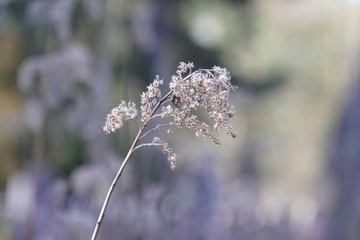 fluffy flower on lilac background