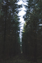 Fototapeta premium fog in the forest