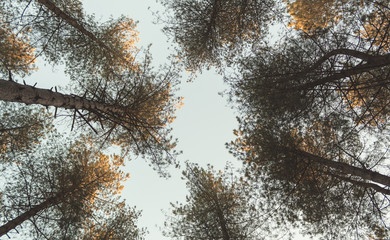 looking up at the treetops