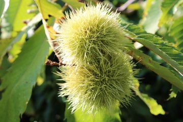 Riccio di Castagno Castanea sativa con foglie