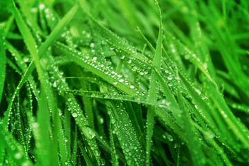 Water drops on fresh green grass background. Green grass background.   