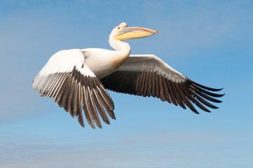 Fliegender Rosapelikan an der Küste von Swakopmund in Namibia