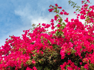 Flowering bougainvillea in Rethymno, Crete, Greece