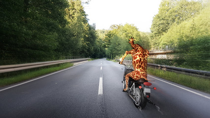 Giraffe fährt mit Motorrad auf Landstraße