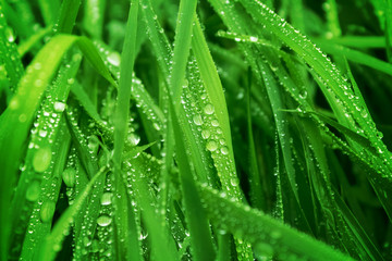 Water drops on fresh green grass background. Green grass background.   