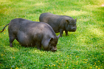 Vietnamese Pot-bellied pig graze on the lawn with fresh green grass.