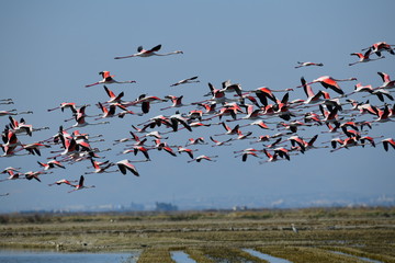 Flamencos